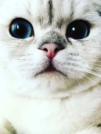Kedi Mavi Miro'nun Değerlendirmesi